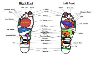 Simple Foot Reflexology Chart